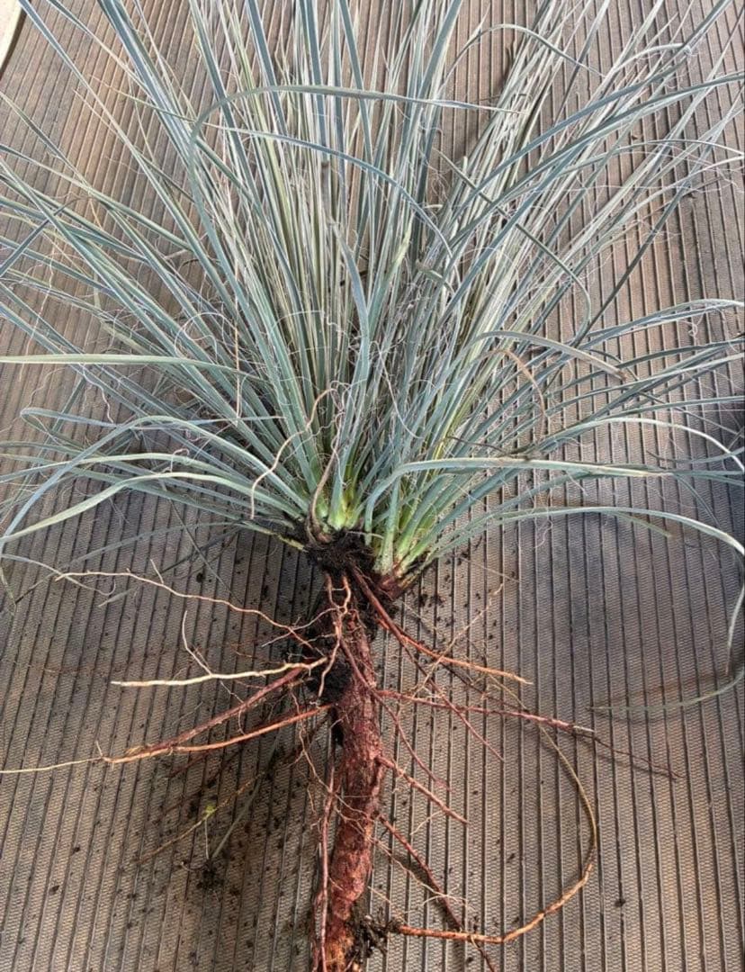 最終　ユッカ　エラータ　ダブルヘッド　国内実生　ロストラータ　リギダ　フィリ