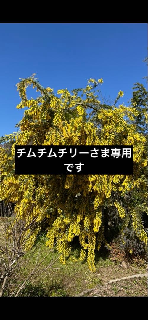 チムチムチリーさま専用