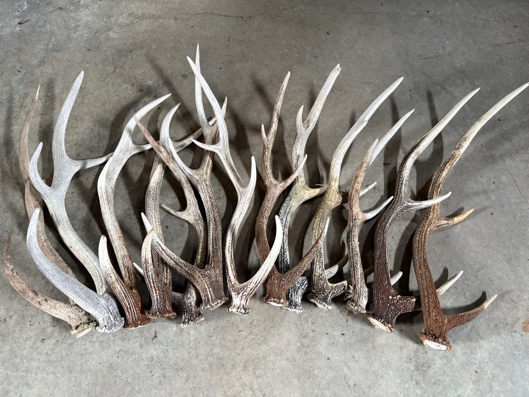 No.2 鹿の角　蝦夷鹿の角　シカツノ　まとめ売り　16本