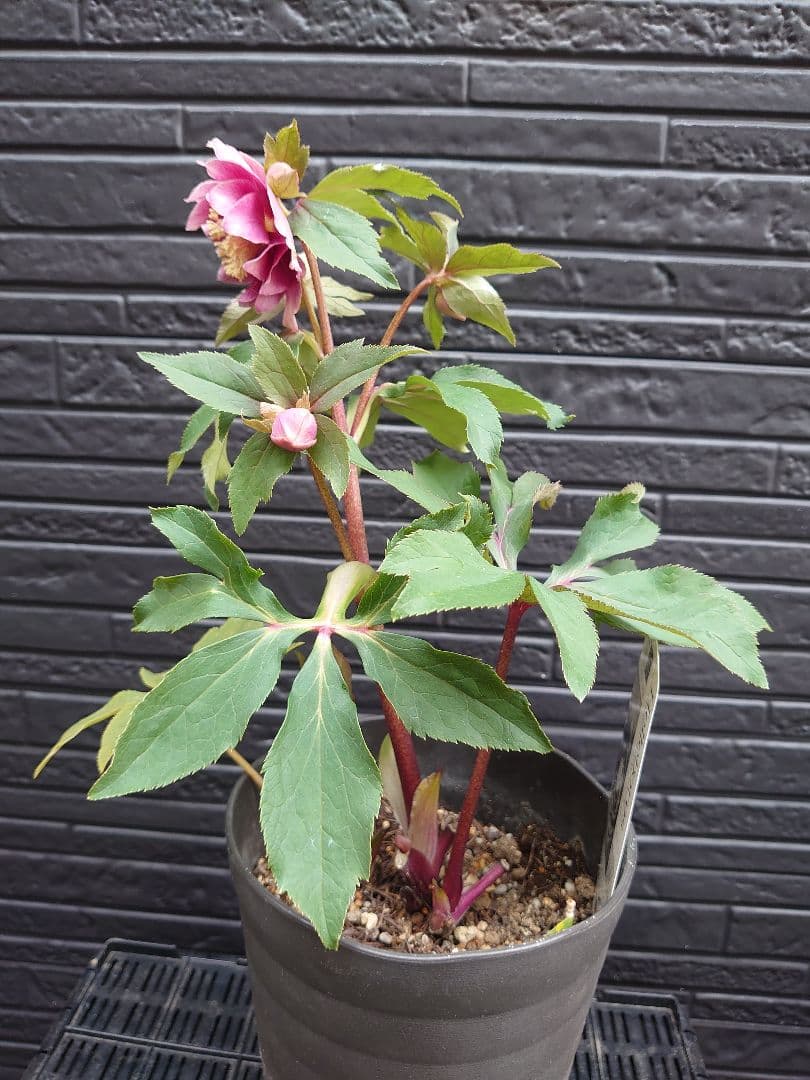 広瀬園芸　クリスマスローズ　Ｄ