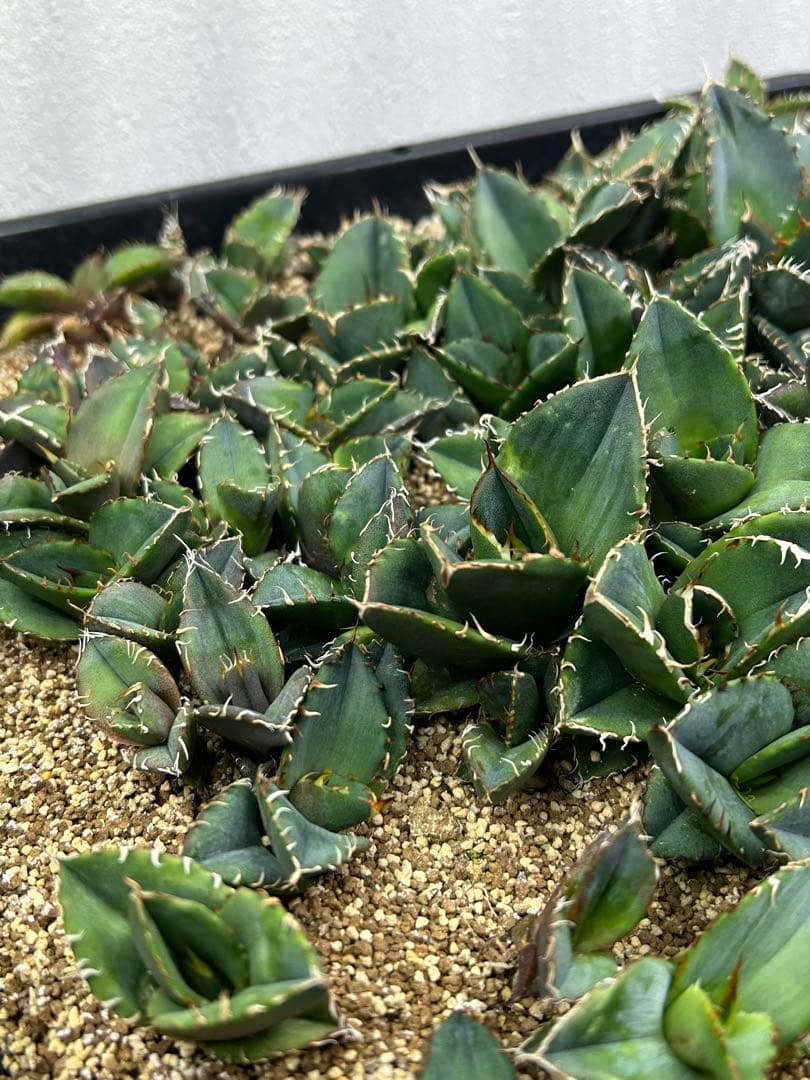 専用　80株セット！アガベチタノタ　実生　多肉植物