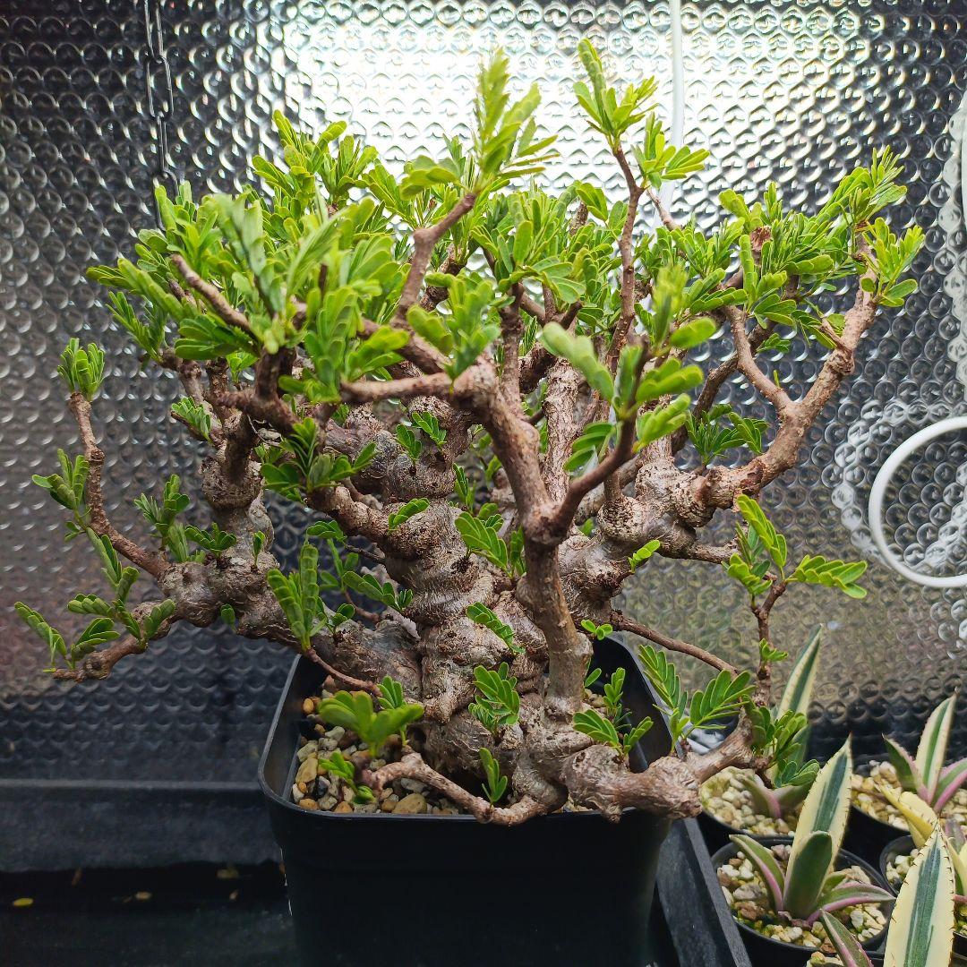 【バレンタインセール】センナ　メリディオナリス　極太　特大 発根済　3