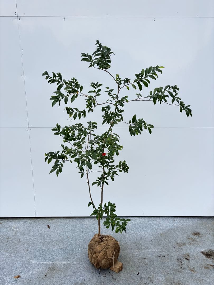 自然な樹形が美しい 山採りの ヒサカキ 690 樹高1.4m位 ヒメサカキ 姫榊