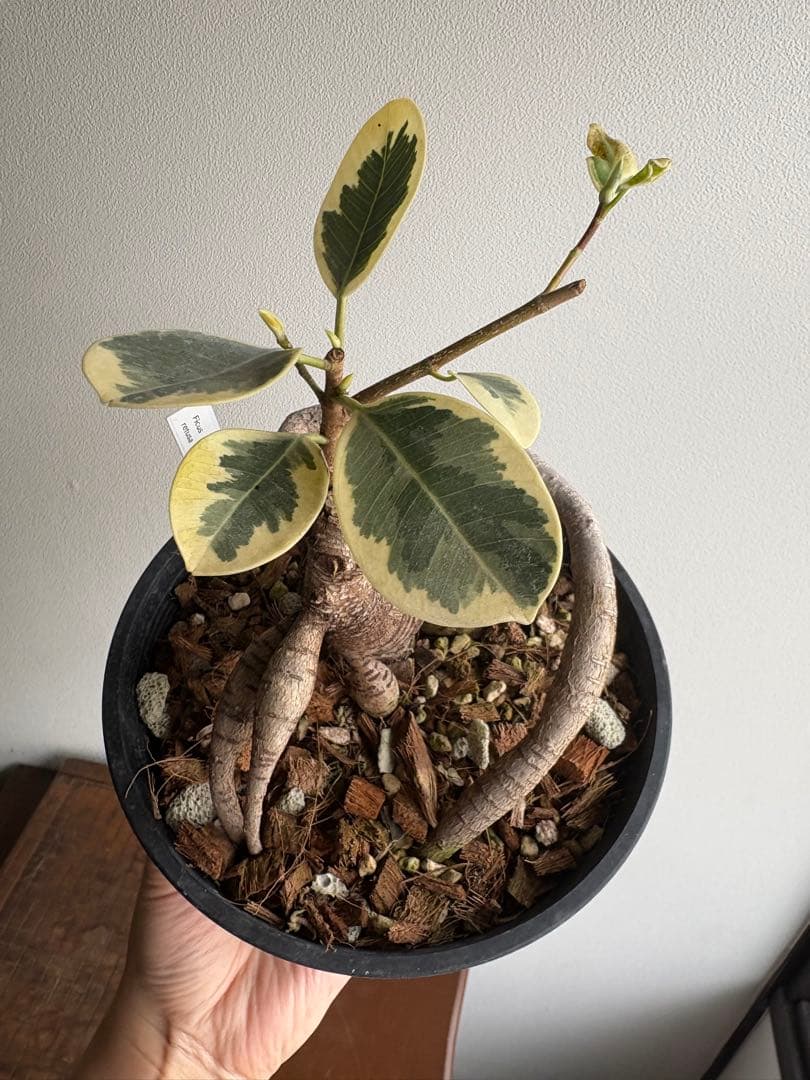 希少 フィカス パンダガジュマル 斑入り 接ぎ木