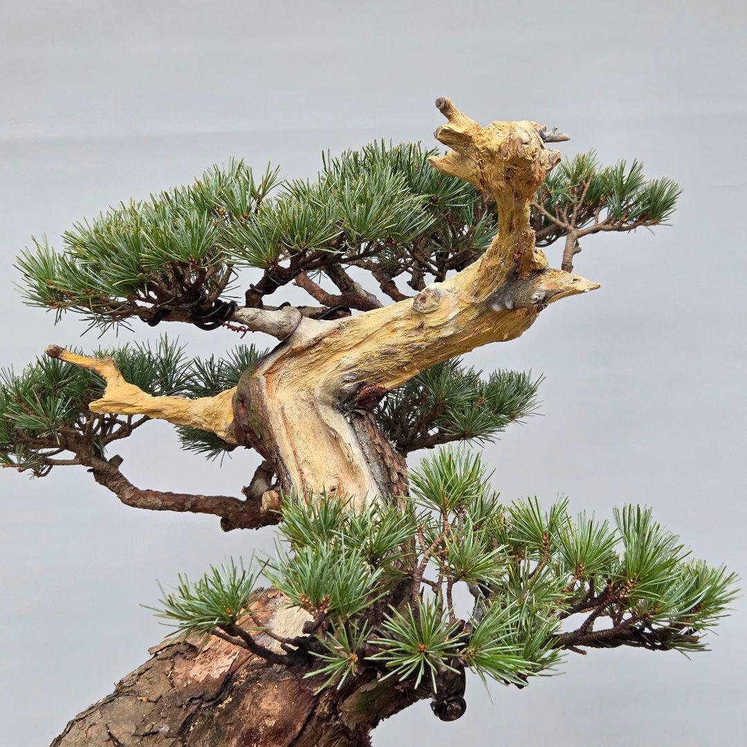 宮島五葉松　[模様木]　大品盆栽