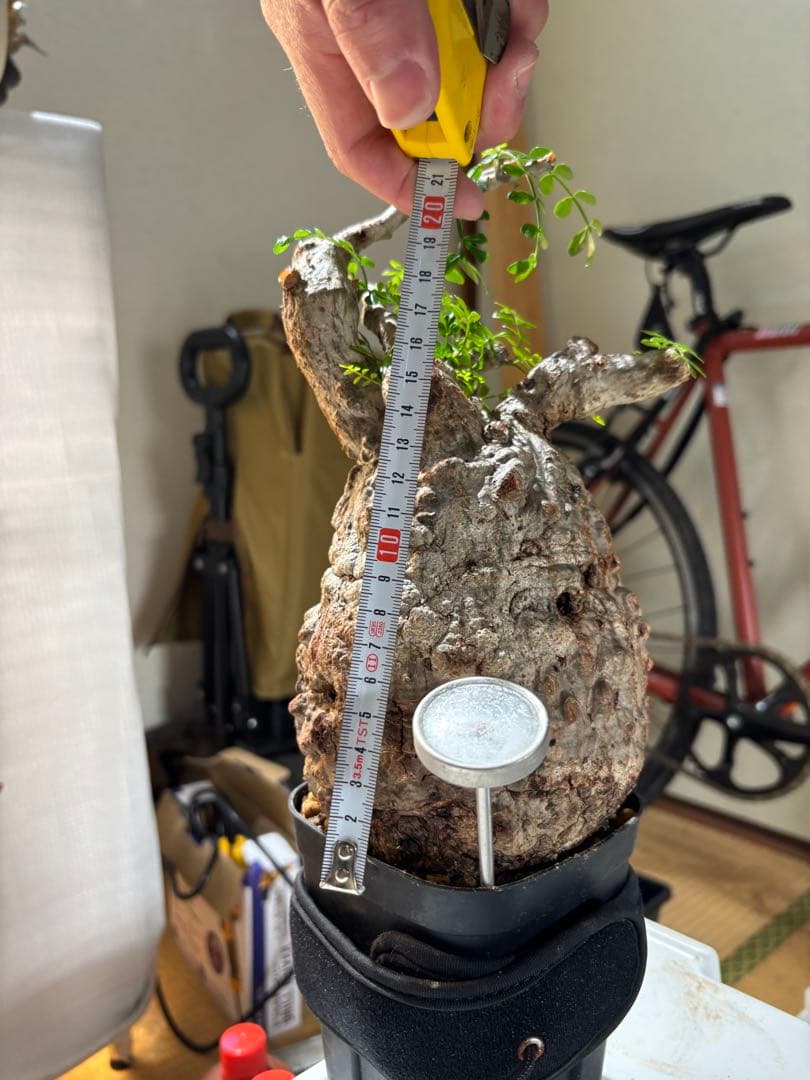 【発根済み】パキプス約11㌢ オペルクリカリア　パキプス　現地球　丸型