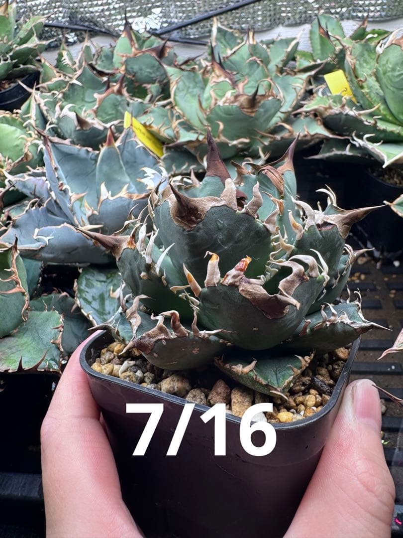 アガベ オテロイ実生 オアハカ 選抜株 (検 清櫻 皇冠 セオクラ チタノタ