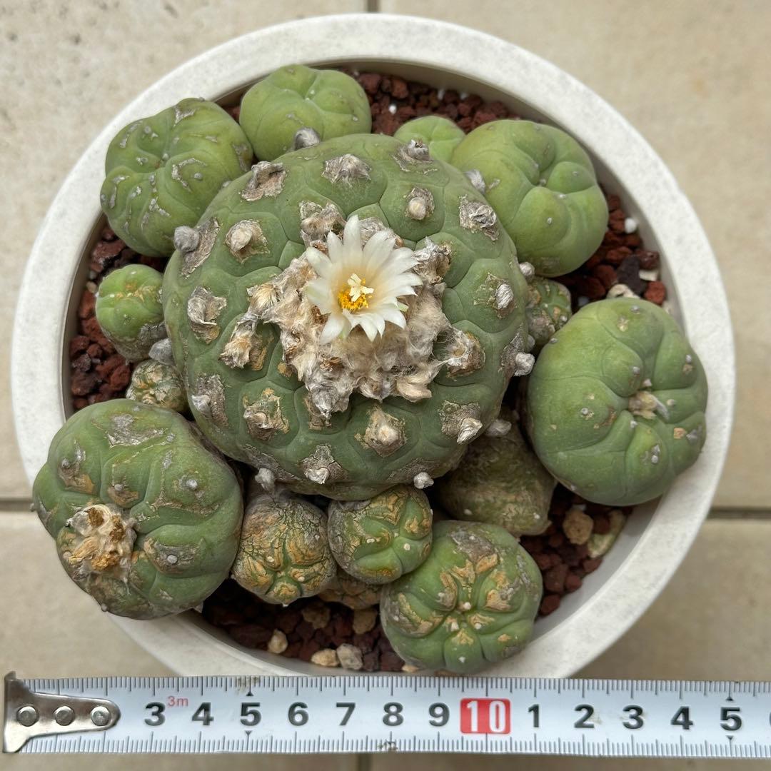 サボテン　ロフォフォラ　ディフューサ　翠冠玉　5号　A