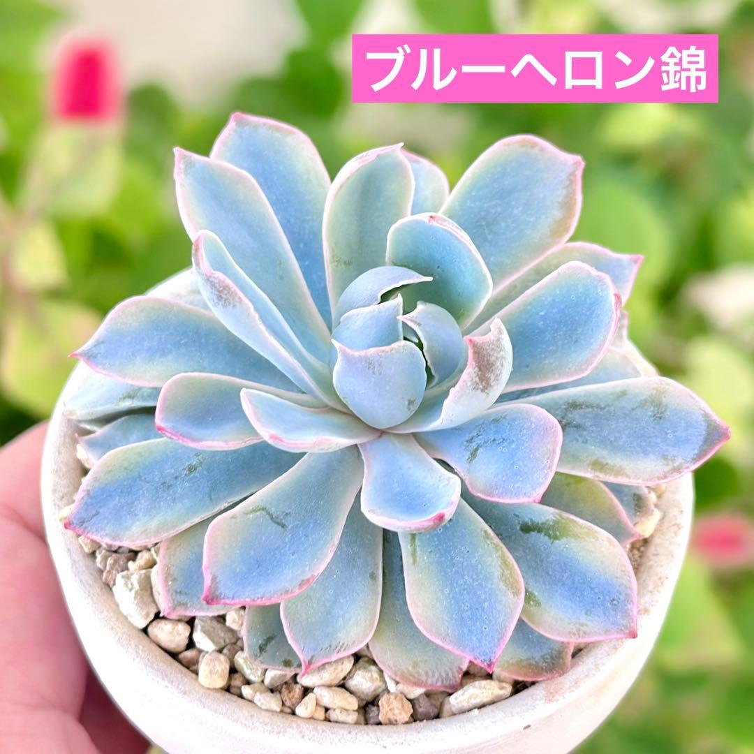 【速達サービス@7980】ブルーヘロン錦(覆輪斑)