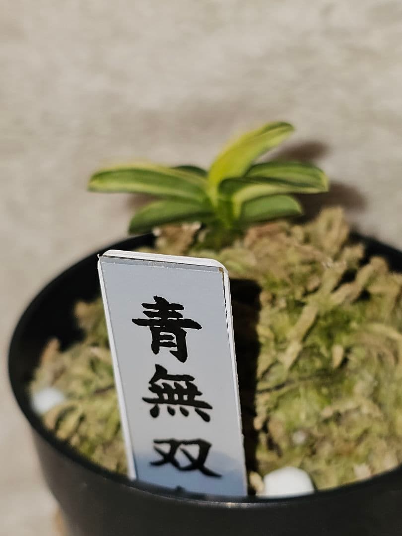 富貴蘭　青軸無双丸