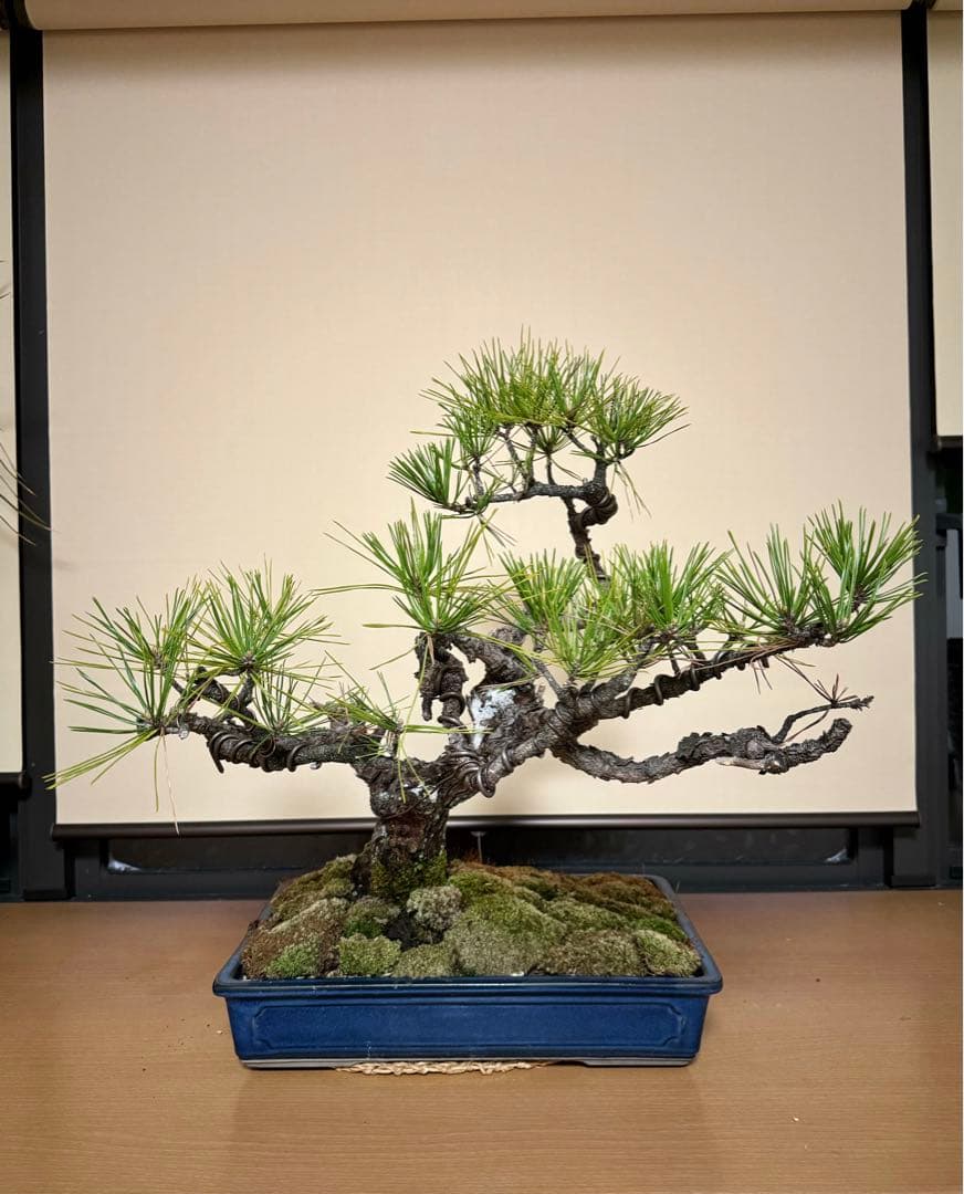 黒松盆栽　さぁ値下げだ！購入だ！即決だ！