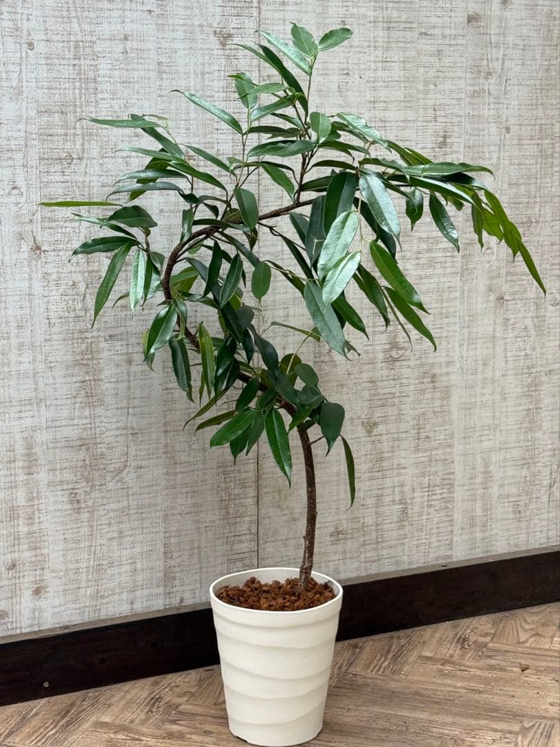 ☆フィカス アムステルダムキング♪ 曲がり仕立て 112cm♪