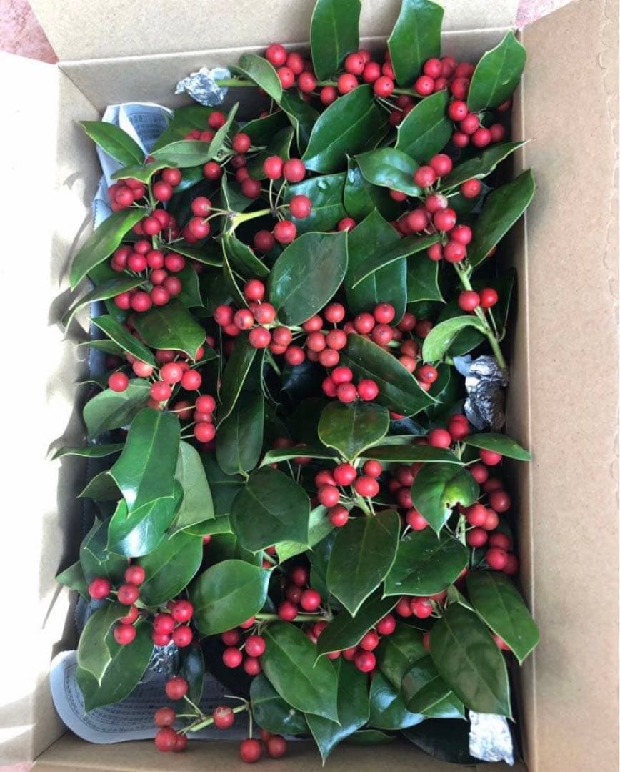 クリスマスホーリー　ヒイラギ