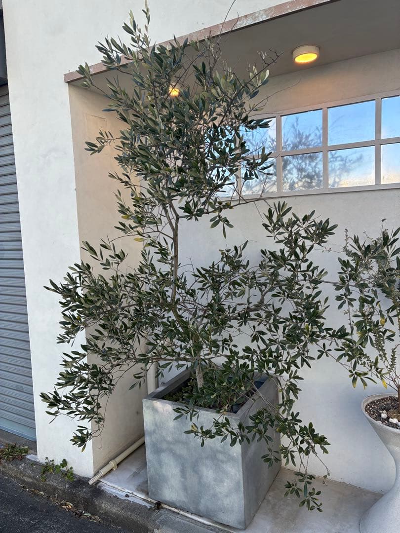 オリーブ 常緑樹 コンクリート鉢付き