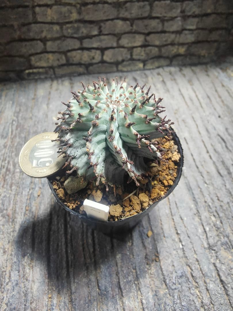 ユーフォルビア　螺旋ゼブラホリダ！！激選抜　保存株