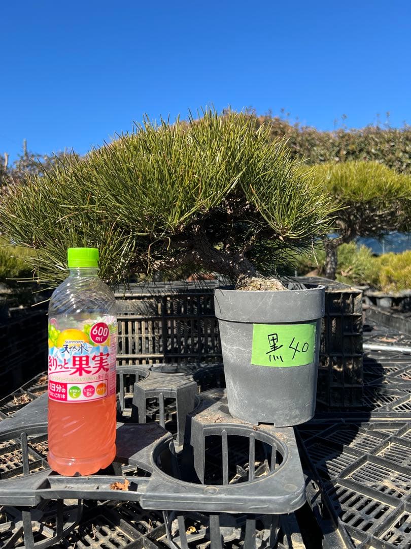 黒松盆栽　樹齢約35年　中品　格安　40