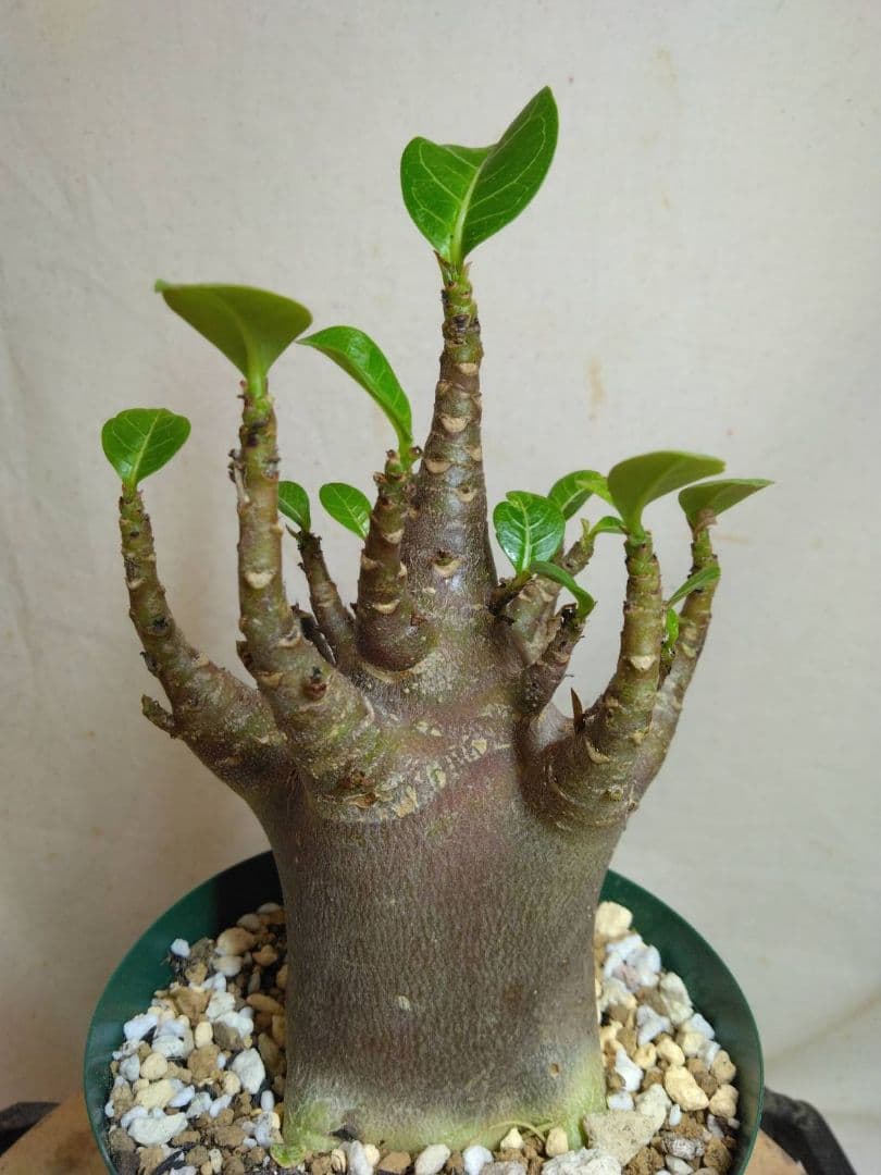 87sana様　ブラック2、アラビカム、DHA 、メディユーサ計5本BN114