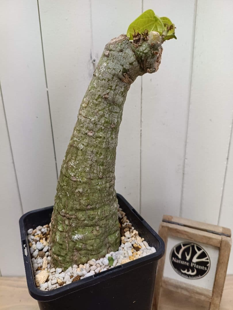 L076厳選深緑大株極太！！アデニア クリスタルグリーン 現地球