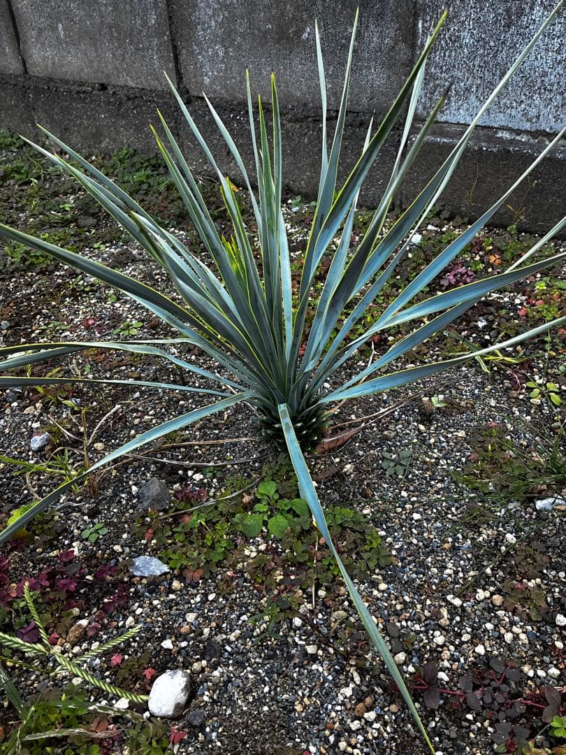 ユッカ・ロストラータ　Yucca rostrata