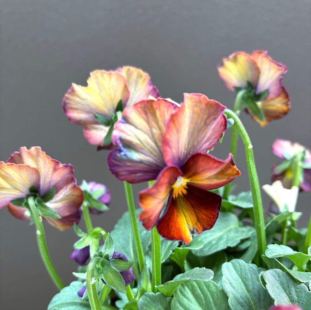 ビオラ苗　ヌーヴェルヴァーグ　苗③ サトウ園正規品タグ付き　アンティーク調