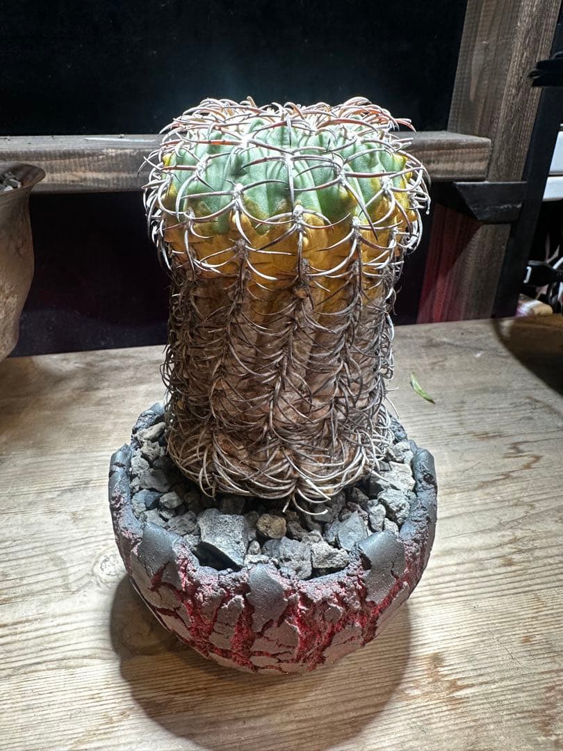 ギムノカリキウム天平丸　山木サボテン