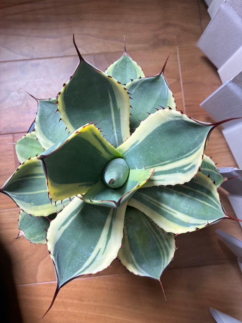 パリートランカータ　オリザバ