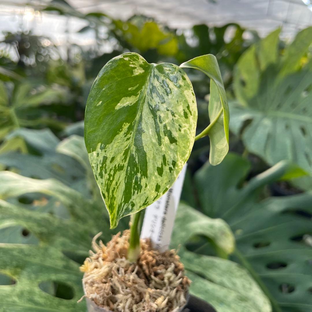 MB11 モンステラ　デリシオーサ　ベトシオーサ　2寸ポリポット　ネコポス発送