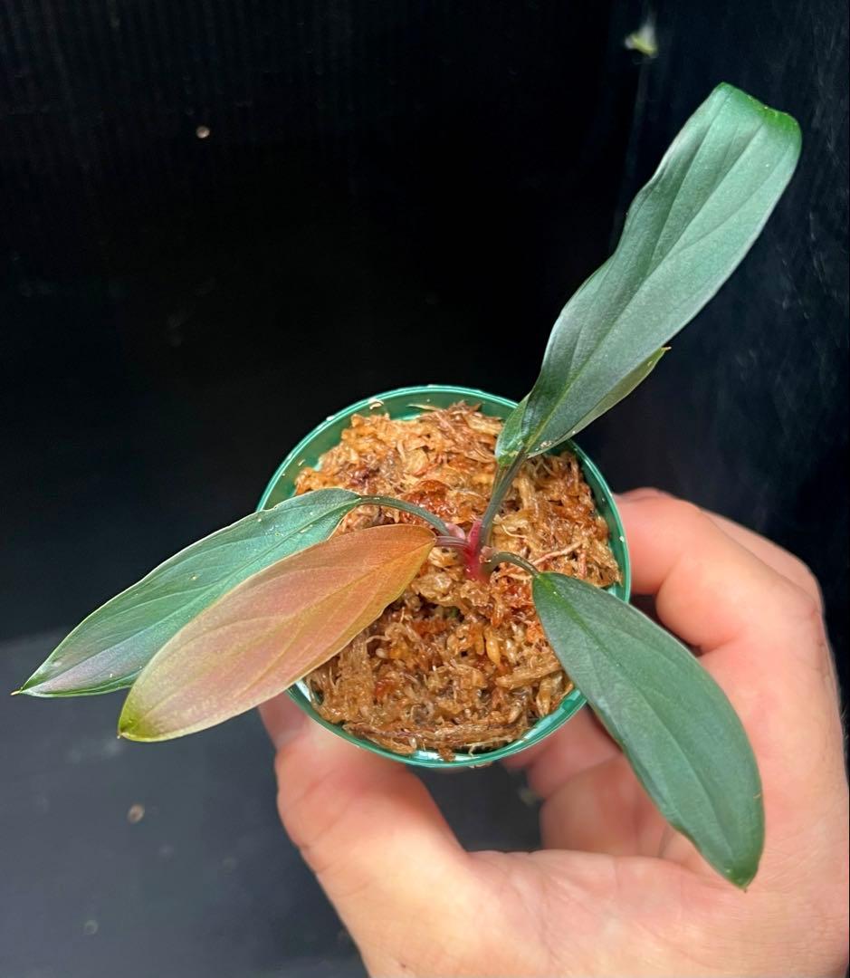 Homalomena sp. “濡烏” 【LA0518-02】　熱帯植物