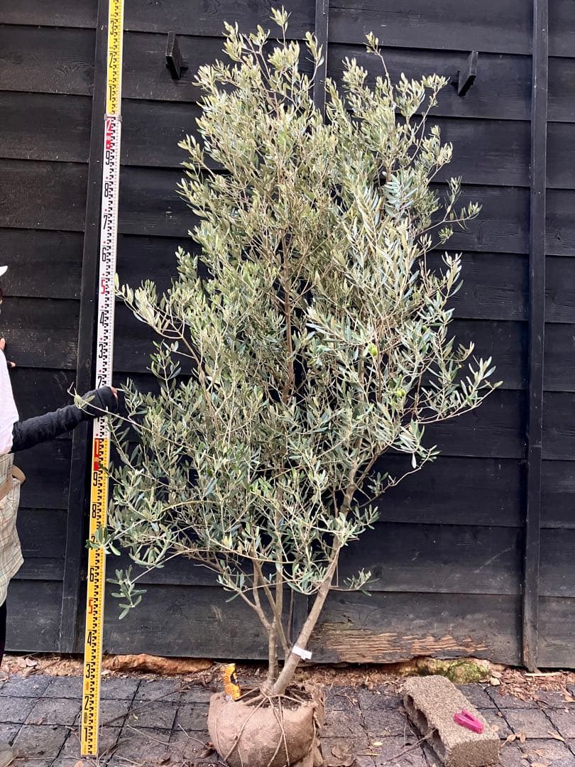 オリーブの木　ミッション