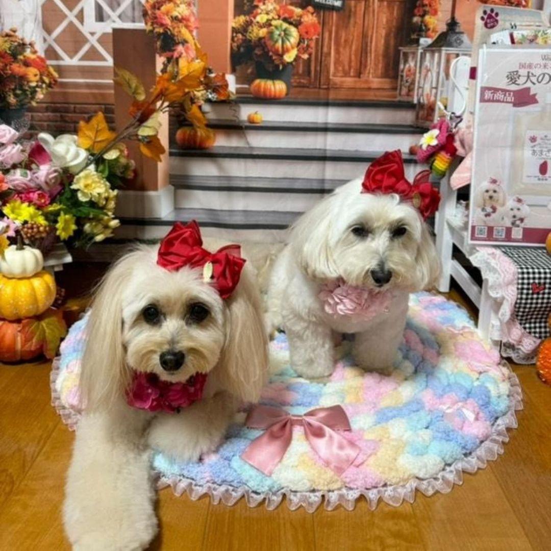 レース付カフェマット  お昼寝マット ペットマット　オーダー承ります