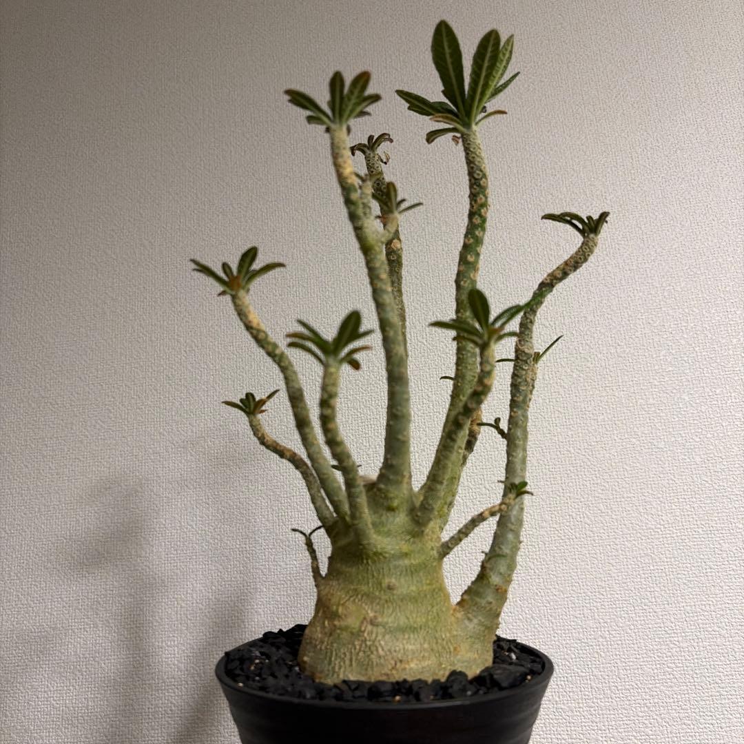 ドルステニアギガス dorstenia gigas 塊根植物