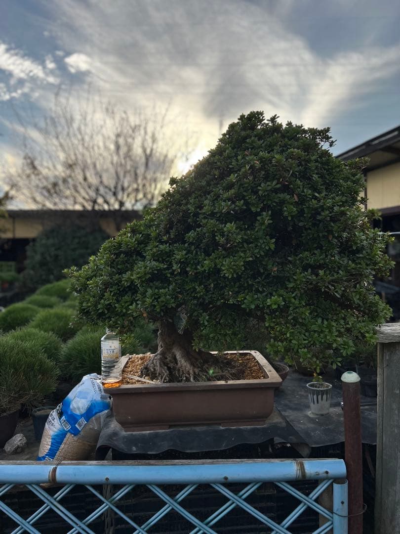 初売りセール　皐月　さつき　サツキ　盆栽　大品　若恵比須