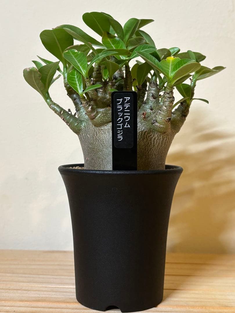 レア株‼︎アデニウム　ブラックゴジラ（希少・美株）