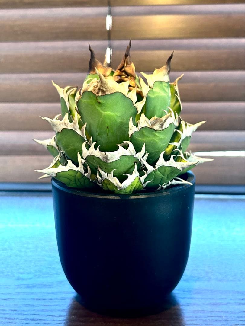 【コレクション】アガベ　チタノタ　レッドキャットウィーズル　ゴリ猫 No.6