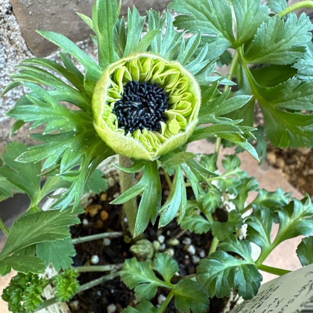 プレミアム・アネモネ