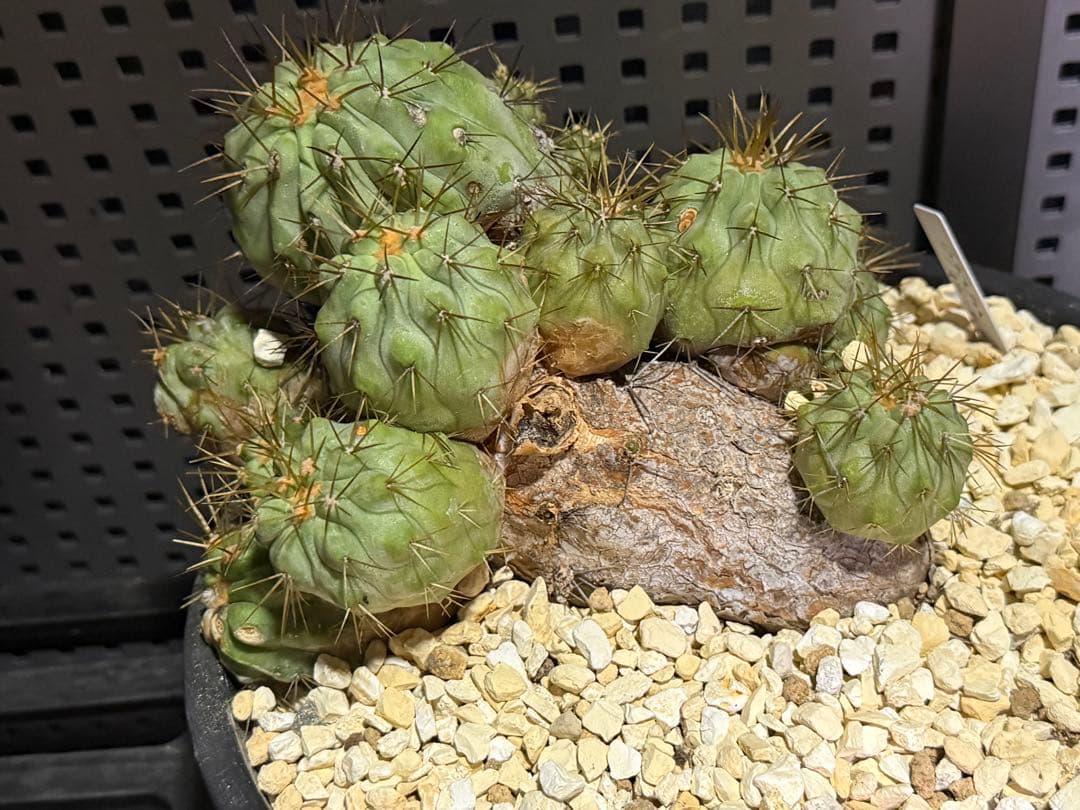 コピアポア　ギガンティア　群生　山木