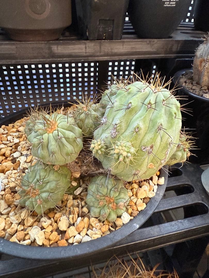 コピアポア　ギガンティア　群生　山木