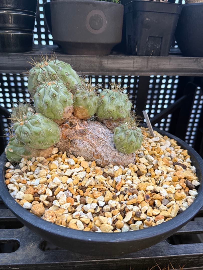 コピアポア　ギガンティア　群生　山木