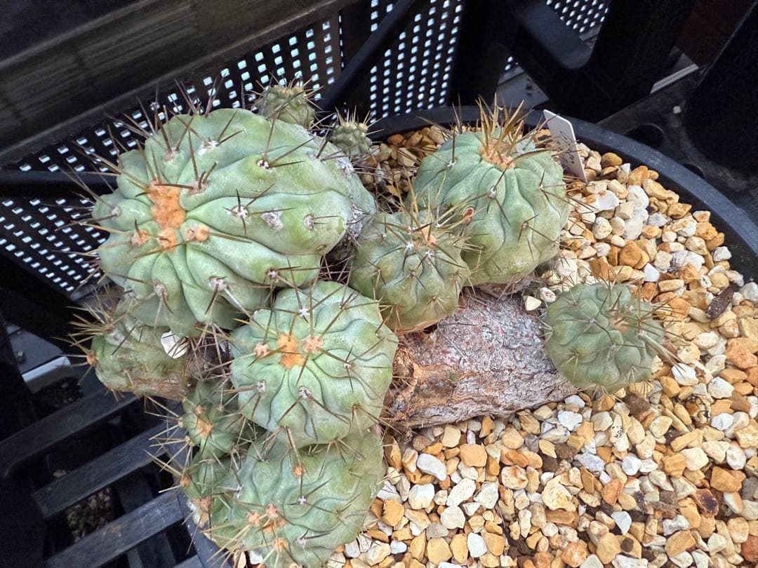 コピアポア　ギガンティア　群生　山木