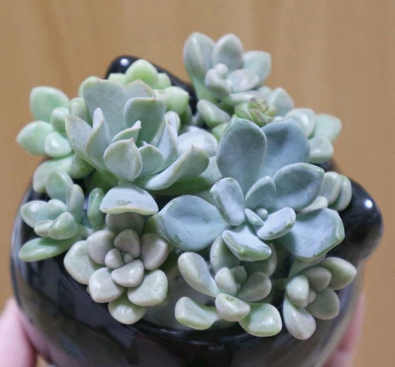 多肉植物寄せ植え だるま姫秀麗 冬美人 トプシータービー カット苗