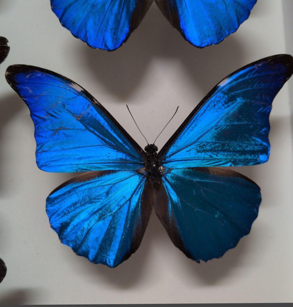 蝶標本 昆虫標本 外国産蝶標本　レテノールモルフォ