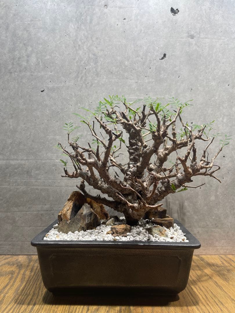 センナメリディオナリス　実生