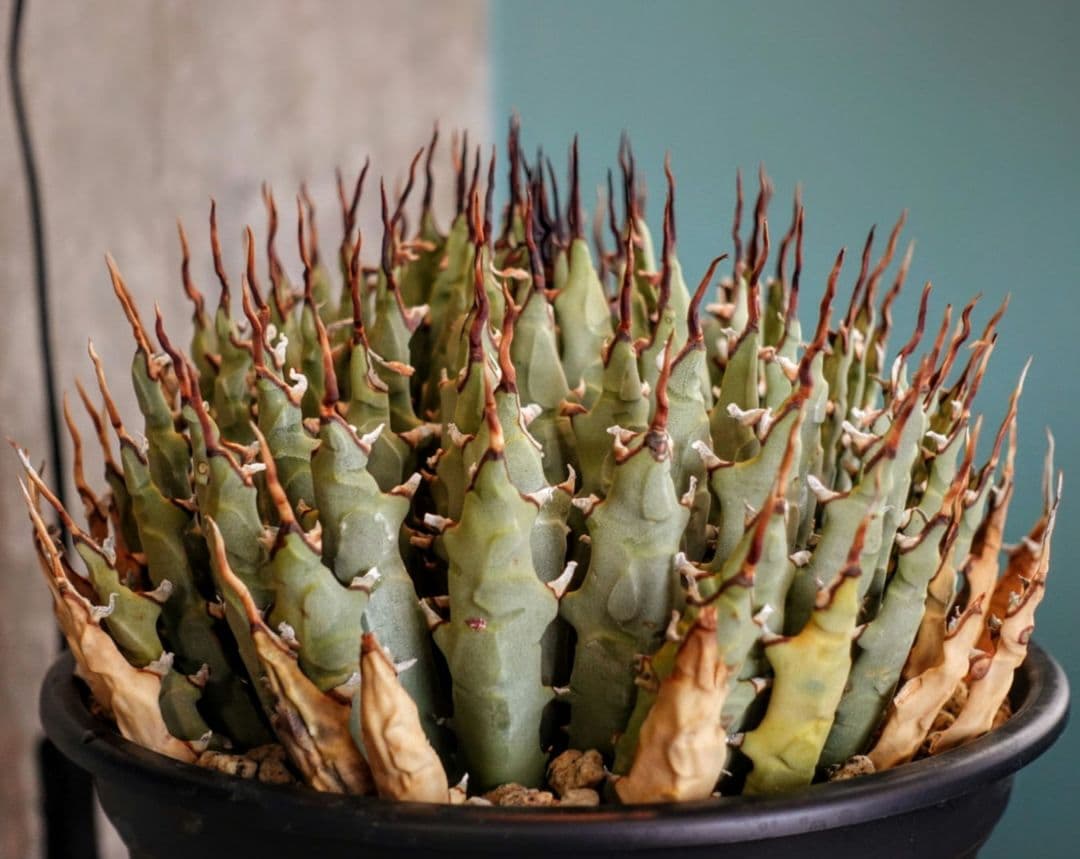 Y*Y様 【7号XXXLサイズ】発根屋史上最大・最高のエボリスピナ・発根済のド陽