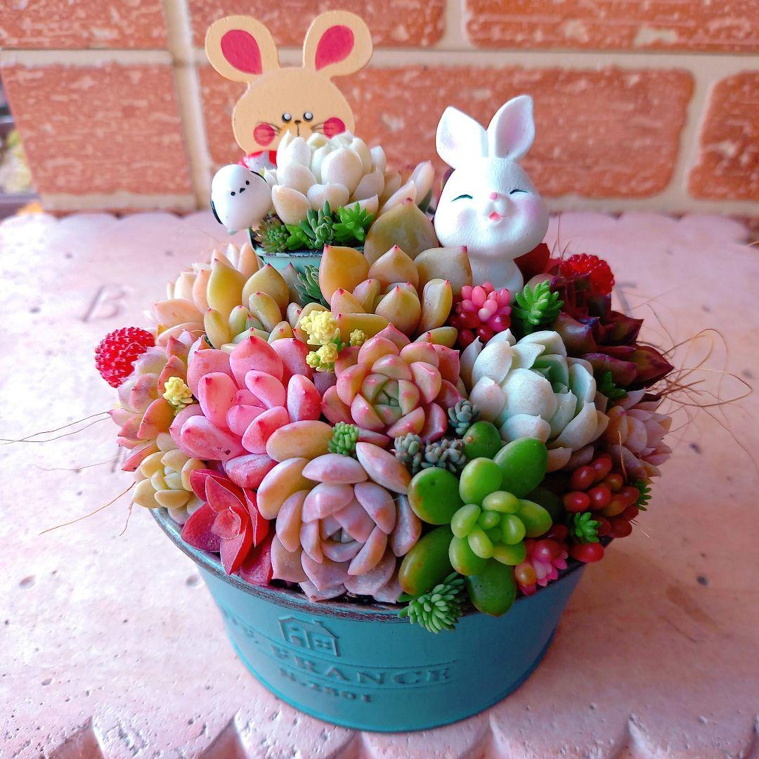 ❤️専用❤️多肉植物❤️そのまま飾れる寄せ植え❤️