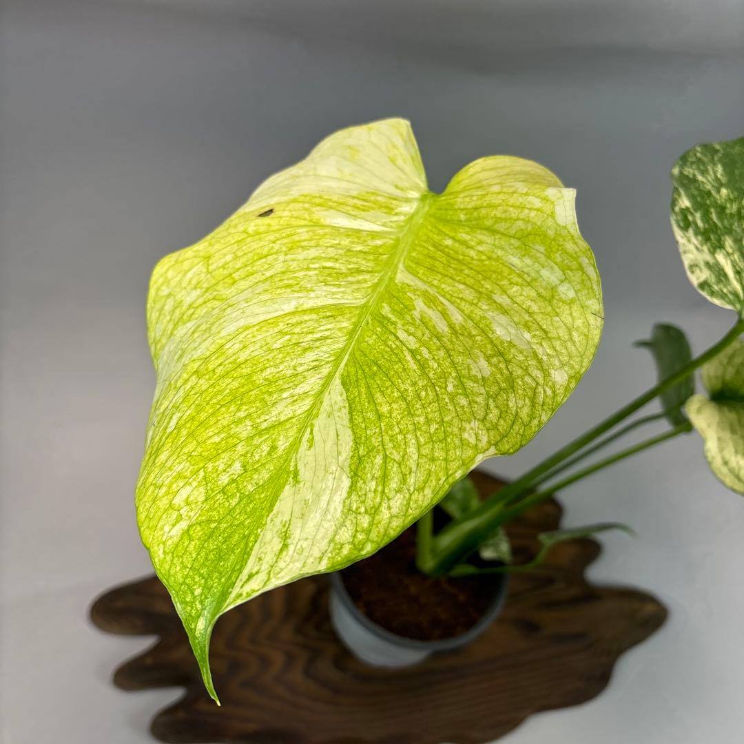 i*.様 ホワイトモンスター 天津蘭 モンステラ斑入り　lsw002