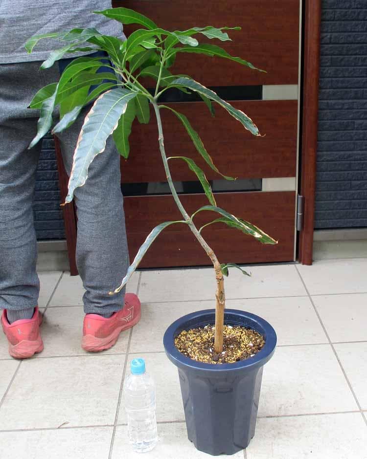 【現品】マンゴーの木　ジル　ZILL　大株　8号　B9番