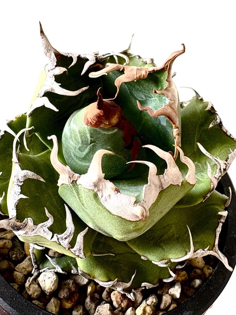 【SSS級、コレクション株】アガベ　チタノタ　魔丸　悪魔的