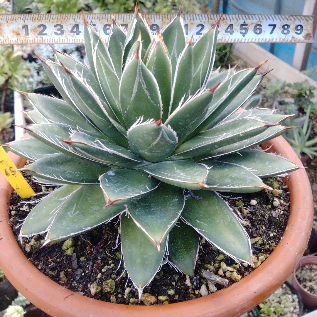 多肉植物　アガベ 王妃笹の雪 Å,B？抜き苗
