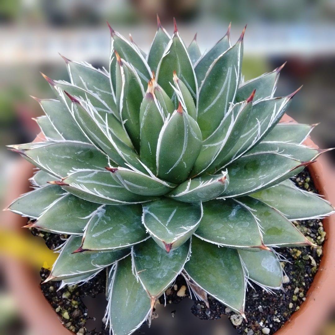 多肉植物　アガベ 王妃笹の雪 Å,B？抜き苗