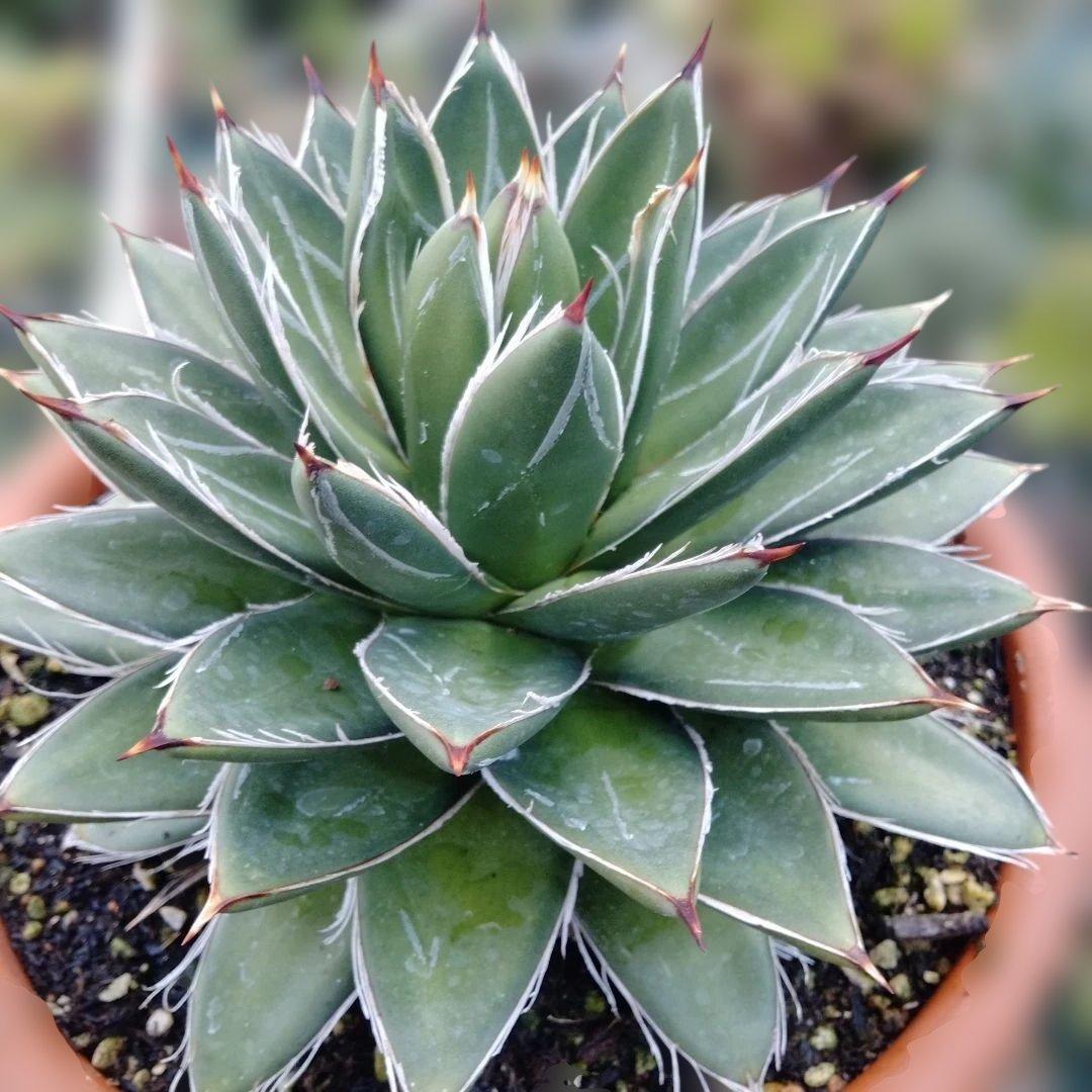 多肉植物　アガベ 王妃笹の雪 Å,B？抜き苗